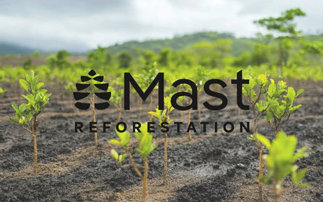 Mast Reforestation